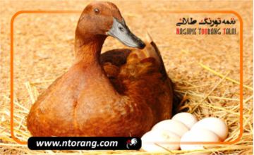 تخم اردک؛ خواص، فواید و مضرات